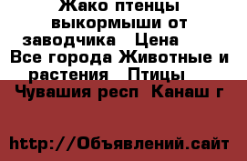 Жако птенцы выкормыши от заводчика › Цена ­ 1 - Все города Животные и растения » Птицы   . Чувашия респ.,Канаш г.